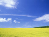 Buy Rape, Flowers, UK at AllPosters.com