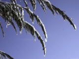 Buy Snowy Blades of Grass in the Sun, Boulder at AllPosters.com