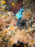 Buy Soft Corals, St. Johns Reef, Red Sea at AllPosters.com