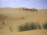 Camels Walking in Desert, Morocco