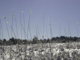 Buy Snowy Blades of Grass in the Sun, Boulder at AllPosters.com