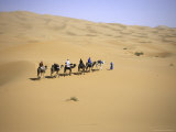 Camels in Caravan Walking in Desert, Morocco