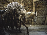 Jackass Carrying a Load, Morocco