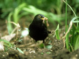 Buy Blackbird, with Worm, UK at AllPosters.com