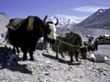 Yaks at the Base Camp of the Everest North Side, Tibet