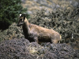 Wild Goats, Nepal