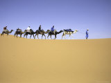 Camels in Caravan, Morocco