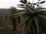 Buy Plants in South Africa at AllPosters.com