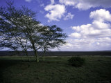 Buy Trees in Kwazulu Natal, South Africa at AllPosters.com