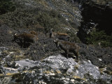 Wild Goats, Nepal