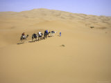 Camels Walking Away in Desert, Morocco