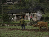 Buy A Man Working on a Field with a Plow at AllPosters.com