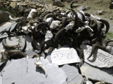 Yak Skulls, Tibet
