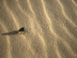Beetle in Sand, Morocco