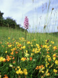 Buy Common Birds-Foot Trefoil, Flowers, UK at AllPosters.com