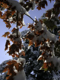 Buy A Tree Covered with Snow, Boulder at AllPosters.com