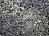 Buy A Tree Covered with Snow, Boulder at AllPosters.com