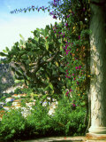 Monaco Exotic Garden, Monte Carlo, Monaco
