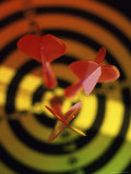Close-up of Three Darts in the Bull's-Eye of a Dartboard