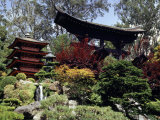 Japanese Tea Garden, San Francisco, California, USA