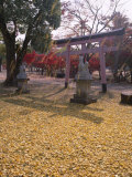 Buy Autumn Leaves, Torii Gate, Nara Park, Nara, Honshu, Japan at AllPosters.com
