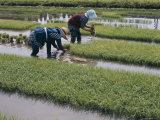Buy Farmers Planting Rice, Yamanashi, Honshu, Japan at AllPosters.com