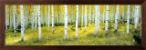 Buy Ashley National Forest at AllPosters.com