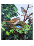 Sparrows Nest