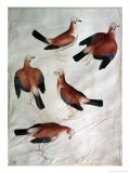 Buy Five Jays at AllPosters.com