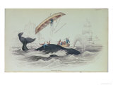Greenland Whale, Book Illustration Engraved by William Home Lizars