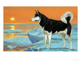 Husky Dog
