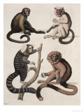 Buy Monkeys at AllPosters.com