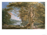 Ancient Beech Tree