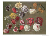 Buy Study of Peonies at AllPosters.com