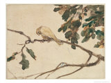 Canary on an Oak Tree Branch