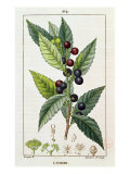 Laurel, Botanical Plate, c.1810