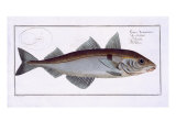 Buy Haddock at AllPosters.com