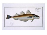 Buy Whiting at AllPosters.com