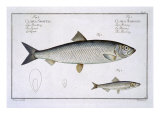 Buy Herring at AllPosters.com