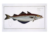 Buy Pollack at AllPosters.com