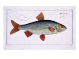 Buy Roach at AllPosters.com