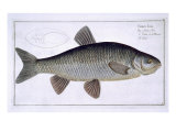Buy Chub at AllPosters.com