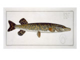 Buy Pike at AllPosters.com