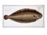 Buy Dover Sole at AllPosters.com