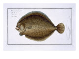 Buy Turbot at AllPosters.com
