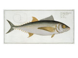 Buy Tuna at AllPosters.com