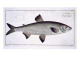 Buy Salmon at AllPosters.com