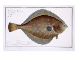 Buy Plaice at AllPosters.com