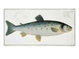 Buy Salmon at AllPosters.com
