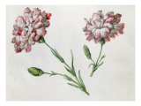 Buy Carnations at AllPosters.com